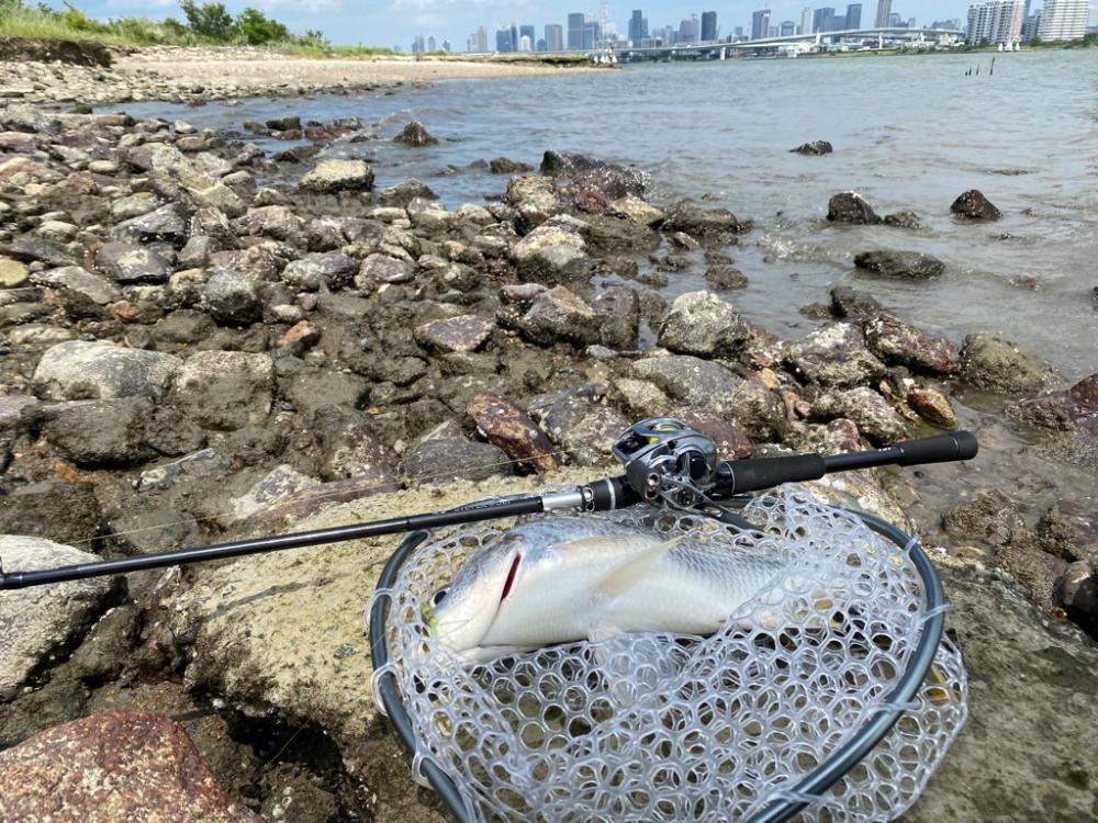チニング 淀川 夏爆までもう少し