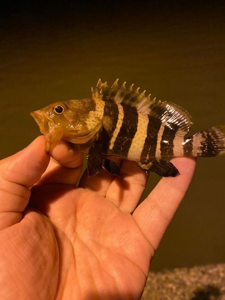 アジング&なんでも釣り