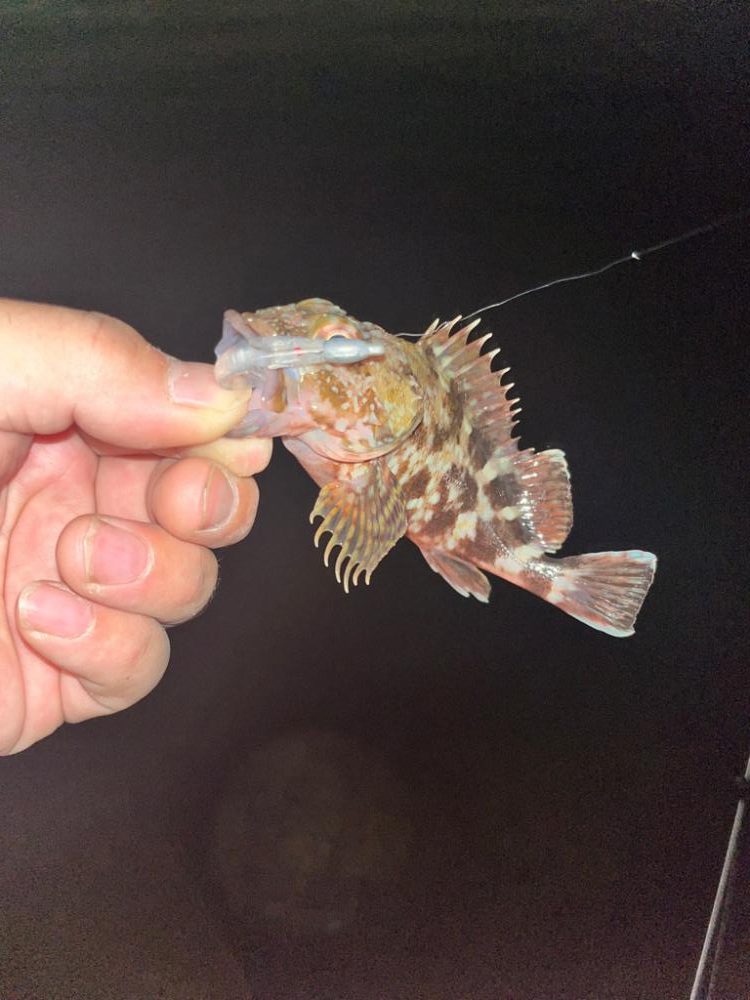 夜ライトゲーム