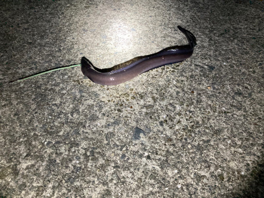 夜釣りアナゴからキスリベンジ