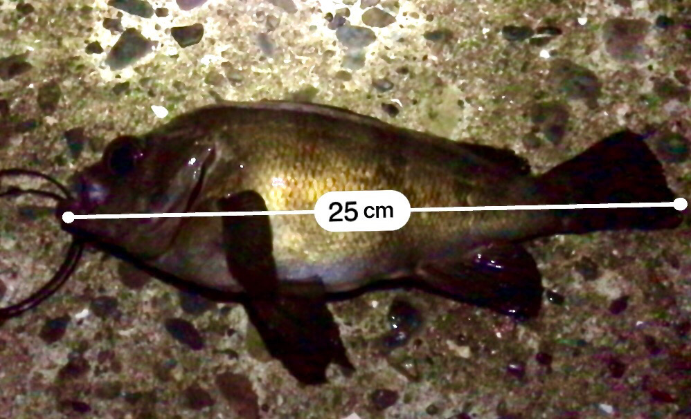 フロートメバリング