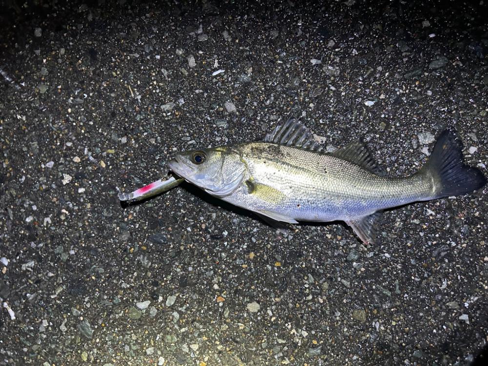 マイクロイワシパターン