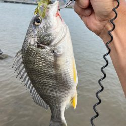 今日はボトムオンリーで！