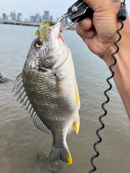 今日はボトムオンリーで！