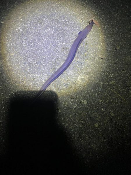 まさかのアナゴ！