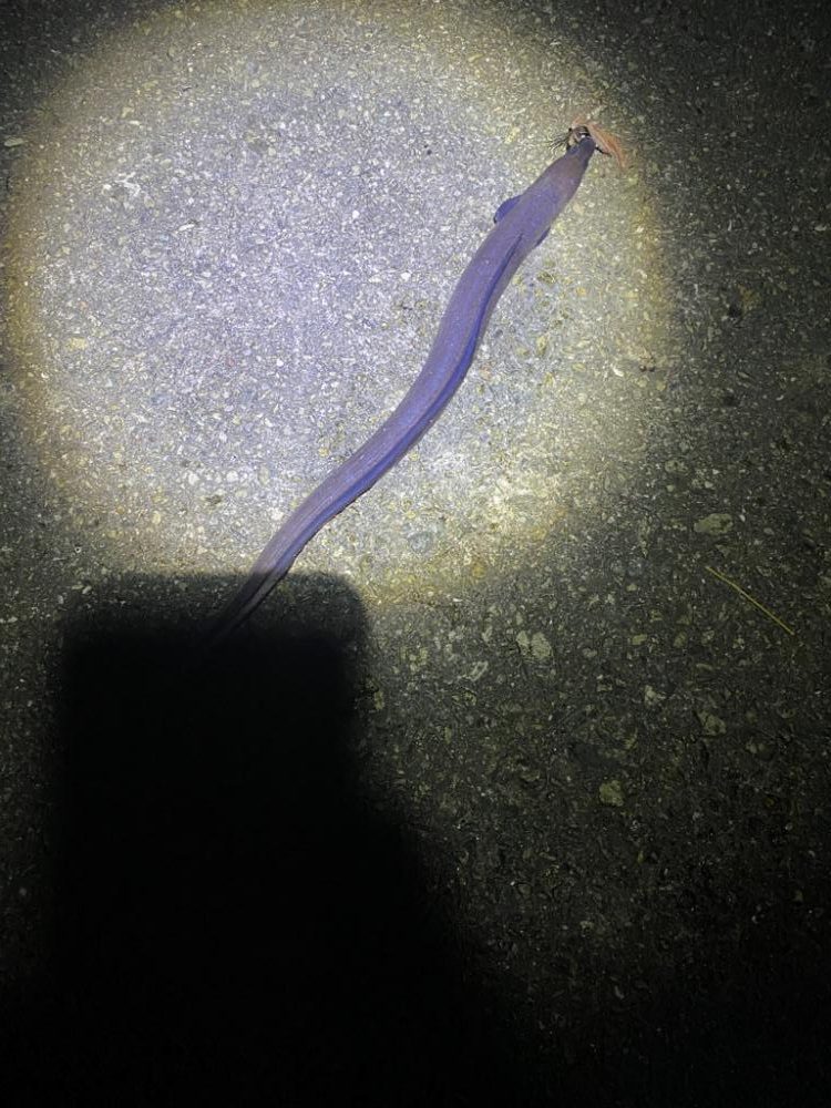 まさかのアナゴ！