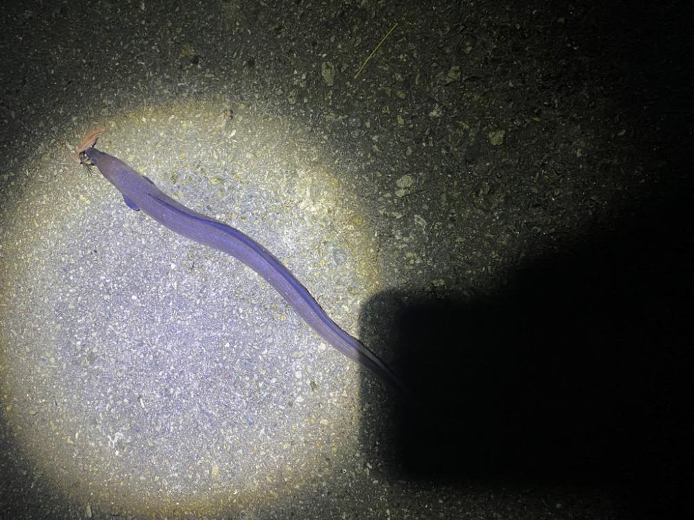 まさかのアナゴ！