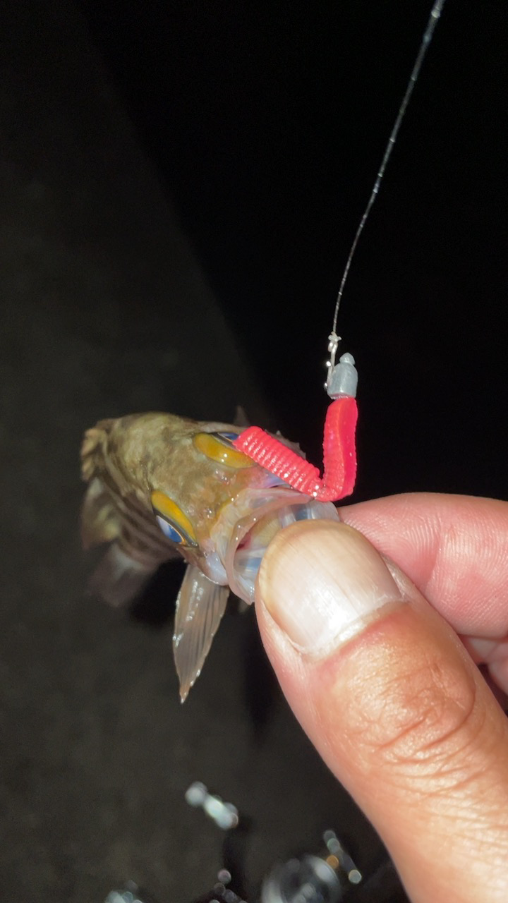 メバル入れ食い！