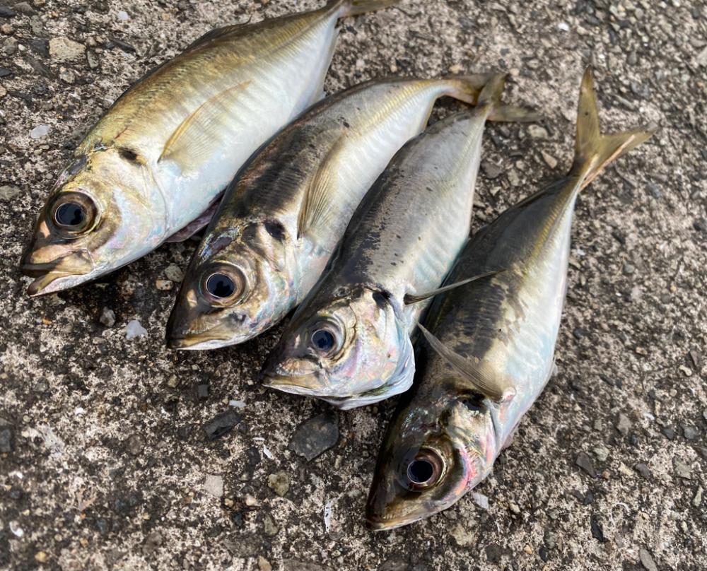 久しぶりのホーム