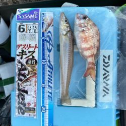 投げ釣り、キス釣り