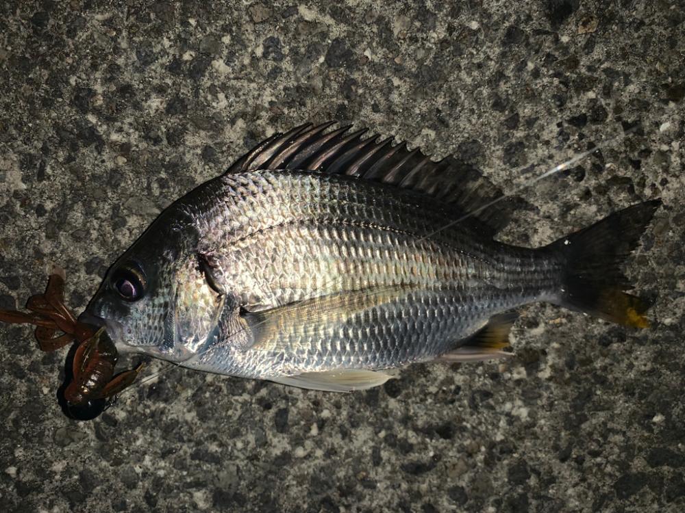 なんでも釣れる大阪湾