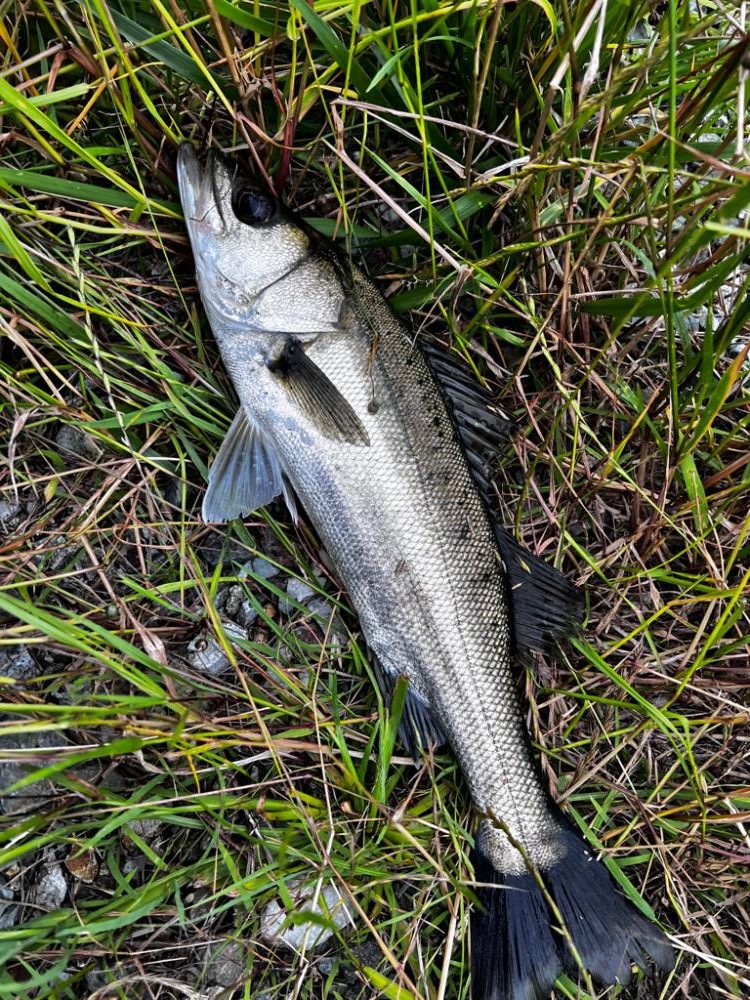 バイブレーションのただ巻き