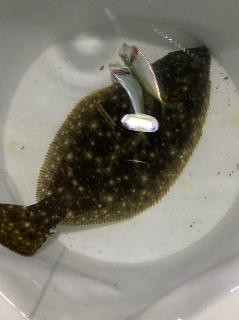 ガシラパターン