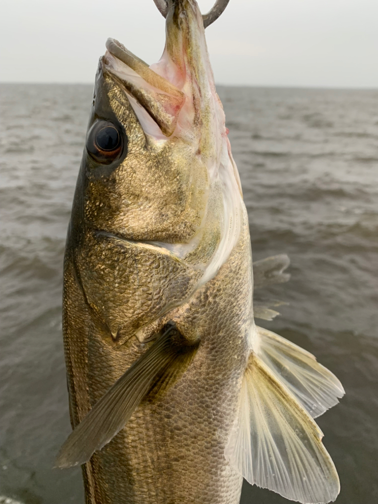 夕マヅメシーバス 2匹