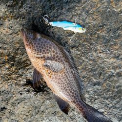 マキピタ&フリフリバイブ無双