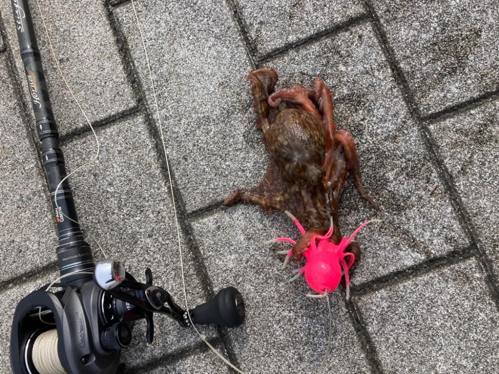 二刀流するも。仔蛸4杯が癒しだった湾奥。。。