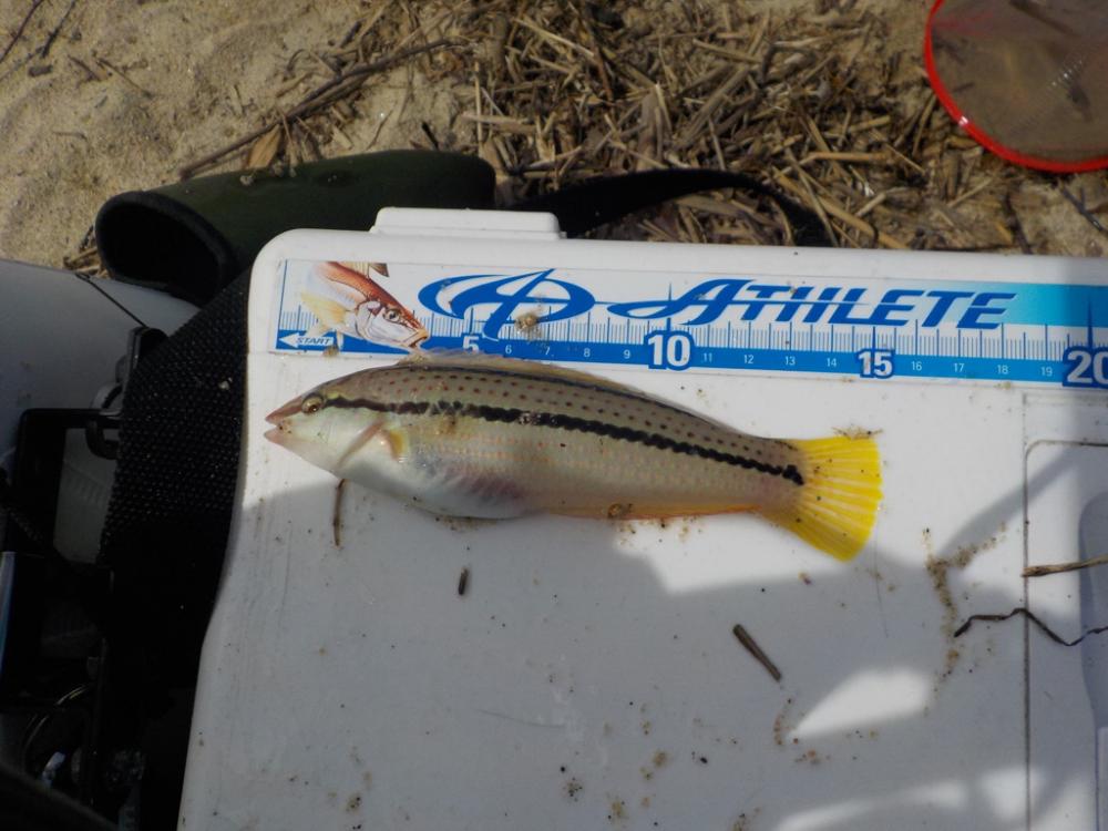 ピンギス無限ループat栗田