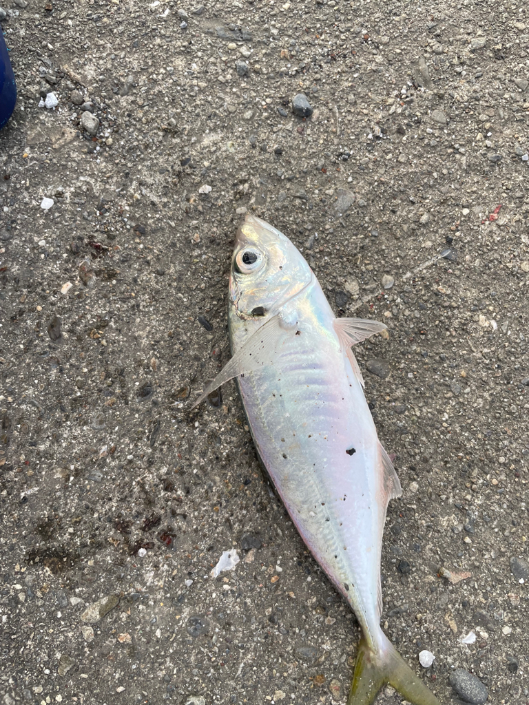 台風直前の少しの晴れ間釣行