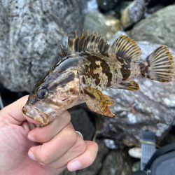 小浜根魚ライトゲーム