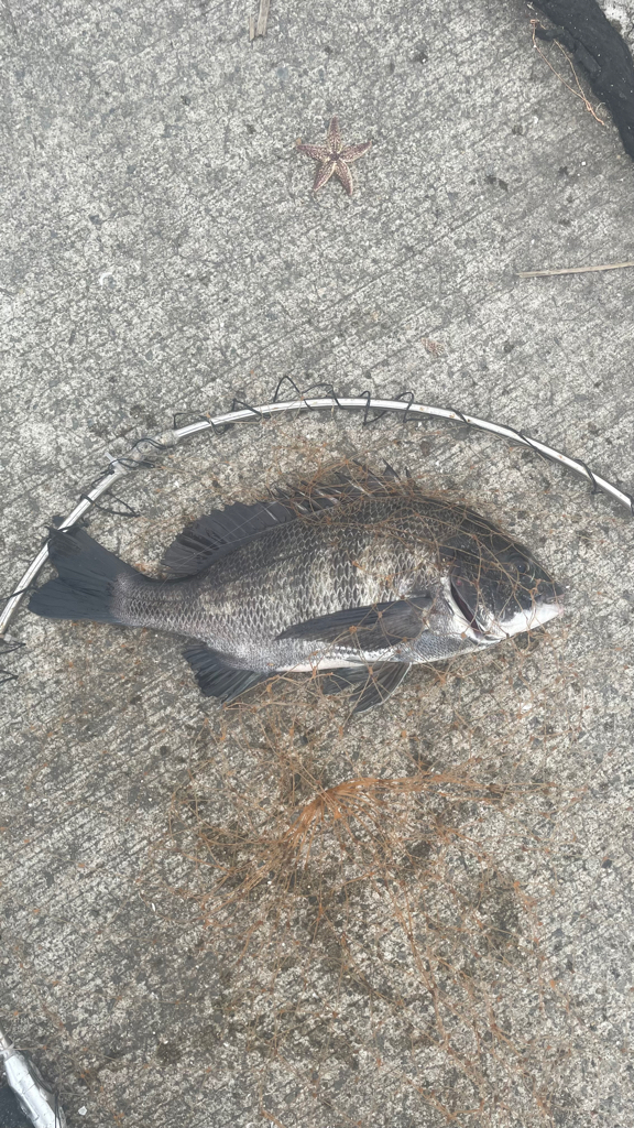 波止フカセ 実際は 二桁