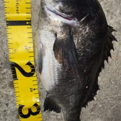 水潮メバリング