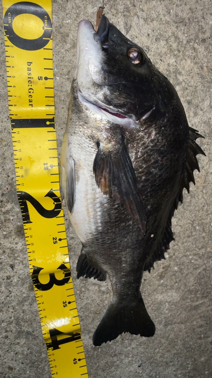 水潮メバリング