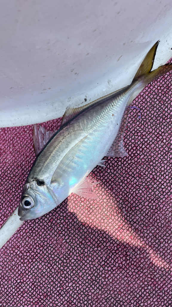 短時間キス→アジ