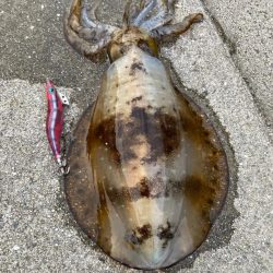 ん?あきらめムードからのイカパンチ!