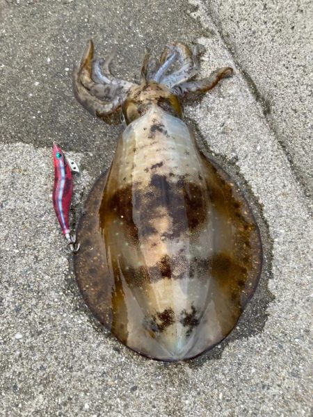 ん?あきらめムードからのイカパンチ!