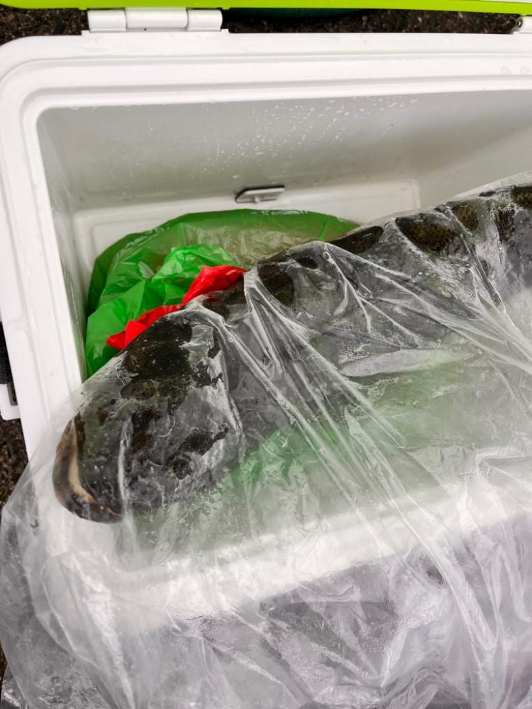 アジ泳がせ釣り