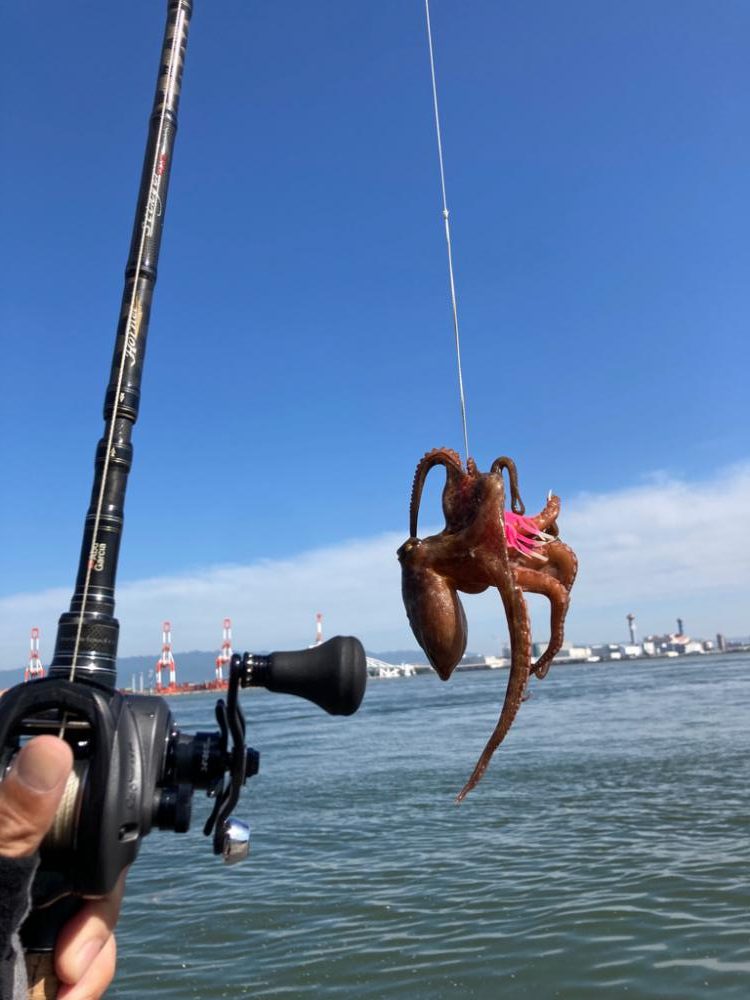 ライバル多過ぎな中。何とか5蛸。。