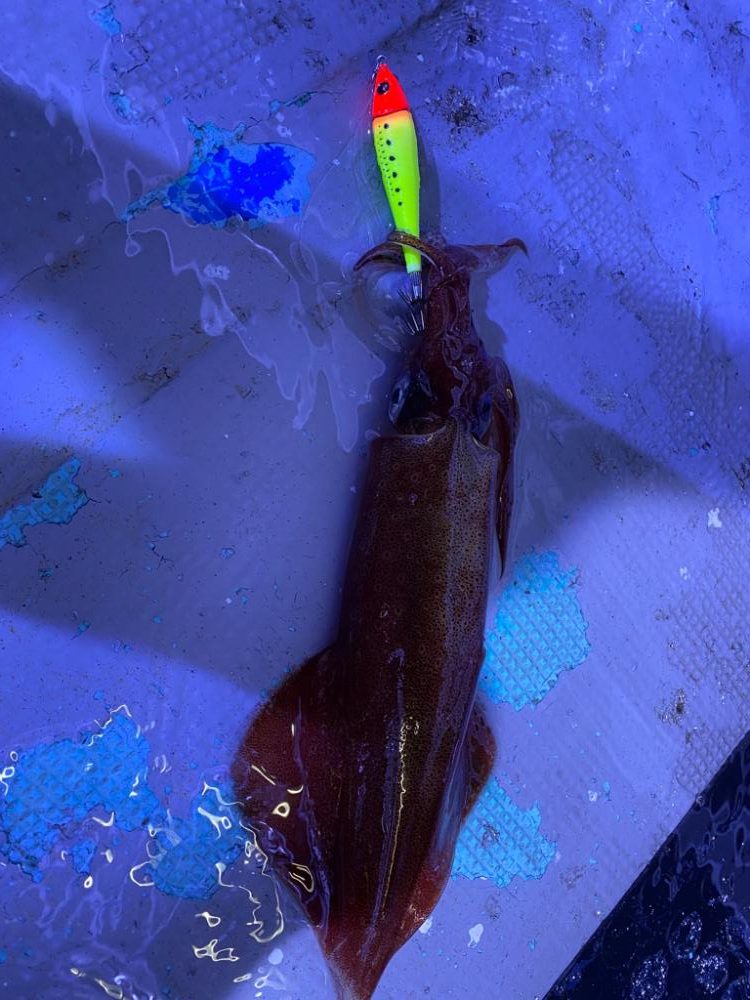 イカメタルで大剣狙い