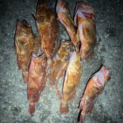 アジング、メバリング