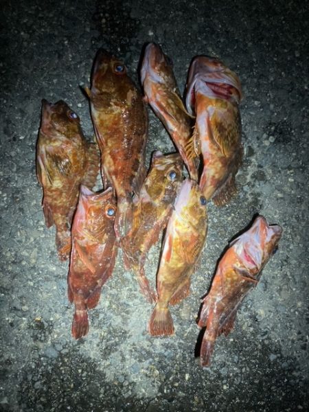 アジング、メバリング