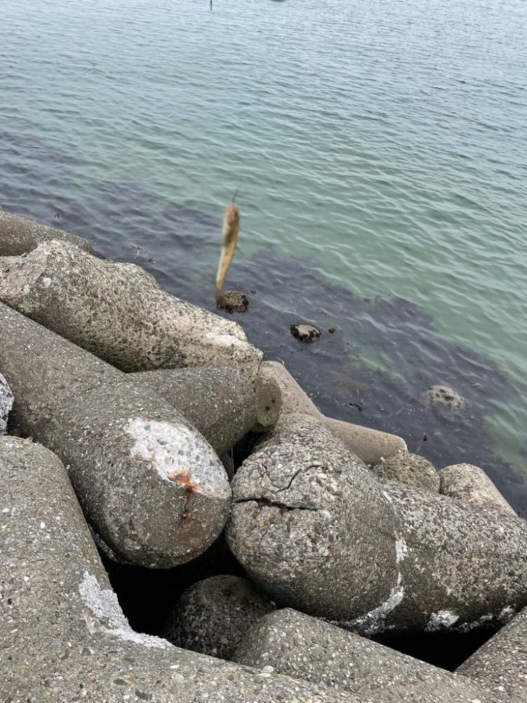 釣れるけど後が続かない