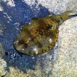 【アオリイカ】ベイトタックルで今年初GET