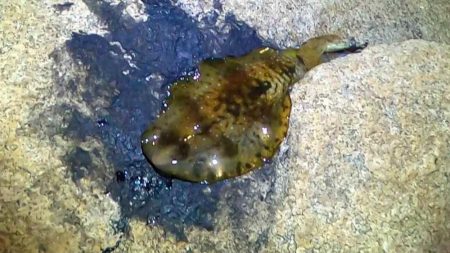 【アオリイカ】ベイトタックルで今年初GET