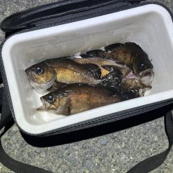 梅雨メバル不調!二見でメバリングするもアタリが無く激渋!!