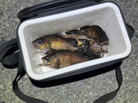 梅雨メバル不調!二見でメバリングするもアタリが無く激渋!!