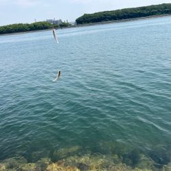 姫路のキス釣りはピンギスばかりで良いサイズは出ないです！