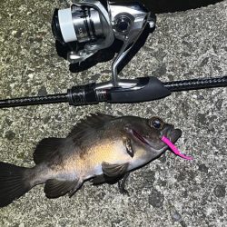 姫路でメバリング｜梅雨メバル高活性で爆釣モード！