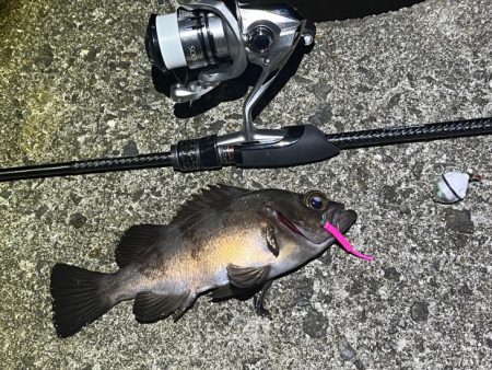 姫路でメバリング｜梅雨メバル高活性で爆釣モード！