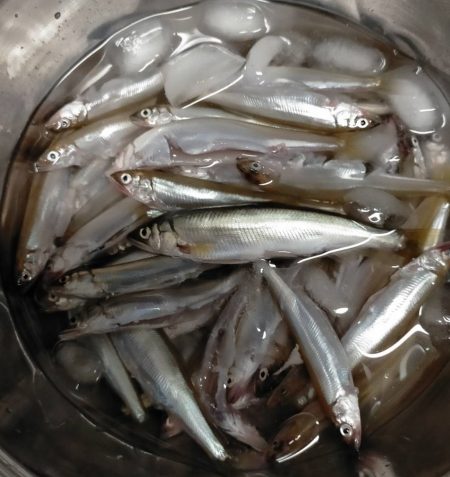 琵琶湖で小鮎釣り