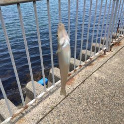 ちょい投げシロギス