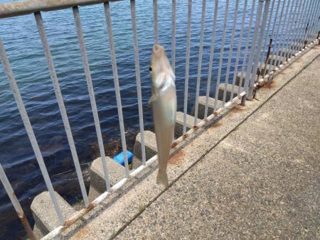 ちょい投げシロギス