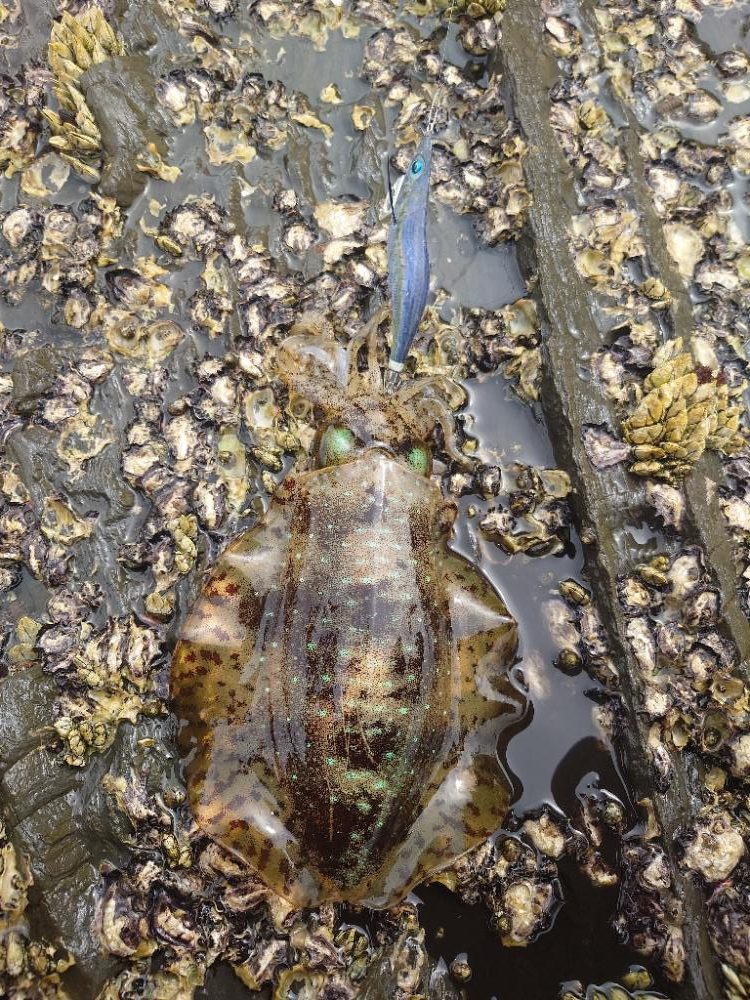 ランガンエギングIN対馬