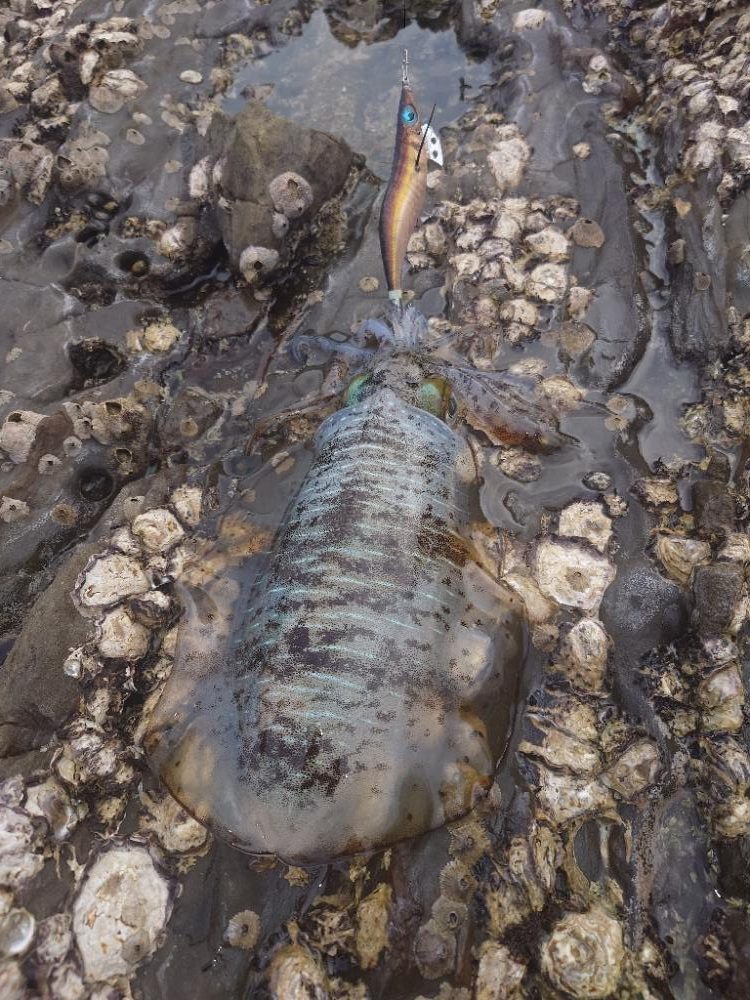 ランガンエギングIN対馬