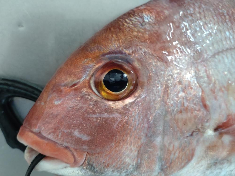 大爆死も何とか捻り出し