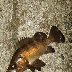 メバル釣り