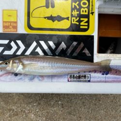 晴天でキスも釣れて大満足でした